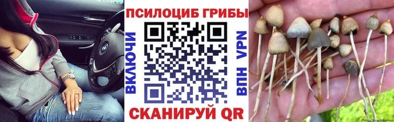 Галлюциногенные грибы Psilocybe  МЕГА ТОР  Калининград 